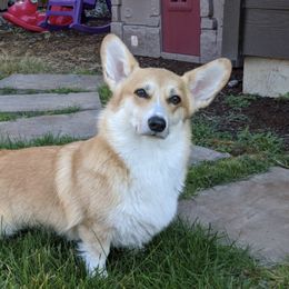 Edera - Pembroke Welsh Corgi
