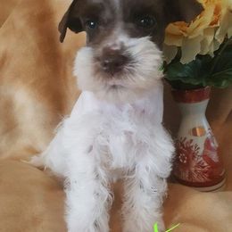 Miniature Schnauzer Puppies from The Happy Schnauzer Place