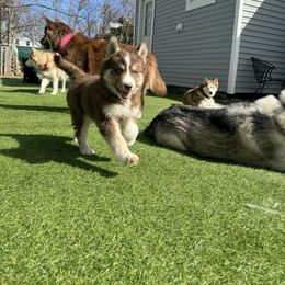 Siberian Husky Puppies from Young Orchard Siberians