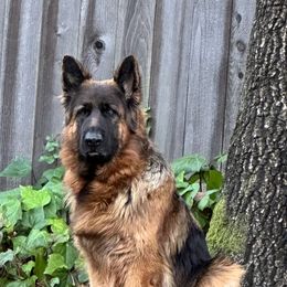 Lyra - German Shepherd