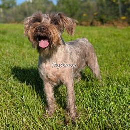 AKC Tiny Tushy Aura of Mystery - Liver female Miniature Schnauzer puppy in Greencastle, Indiana from Tiny Tushy Lodge