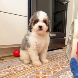 Mable - Tri-color female Bernedoodle puppy in Beresford, South Dakota from DAKOTA DOOD RANCH