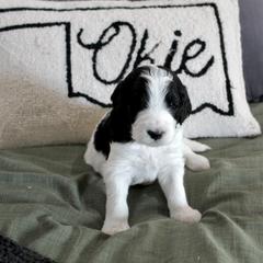 Golden Mountain Doodle Puppies from Silver Barn Doodles