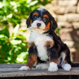 Thistle - Tri-color female Bernedoodle puppy in Dundee, Ohio from Down Home Doodle