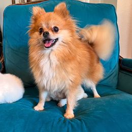 Penny - Pomeranian