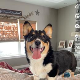 Stella - American Corgi