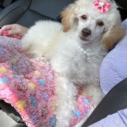 Miniature Australian Shepherd, Poodle, and Toy Australian Shepherd Puppies from Donna’s Aussies & Pink Heart Poodles