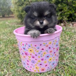 Onyx - Tri-colored male Pomeranian puppy in Lillington, North Carolina from Dignified Poms