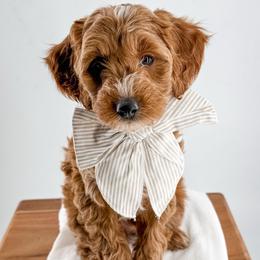 Dribble - Red  male Goldendoodle puppy in Jamestown, Kentucky from Milk & Honey Doodles
