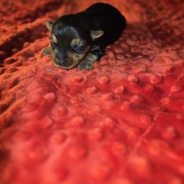 Daisy - Black and tan female Yorkshire Terrier puppy in Broxton, Georgia from More Than Family