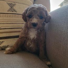 Lilly - Apricot female Goldendoodle puppy in Mayville, Michigan from Guiding Light Doodles