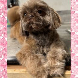 Penny - Shih Tzu