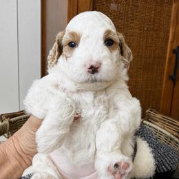 Amber - Parti female Goldendoodle puppy in Gilbert, Arizona from Doodle Bliss