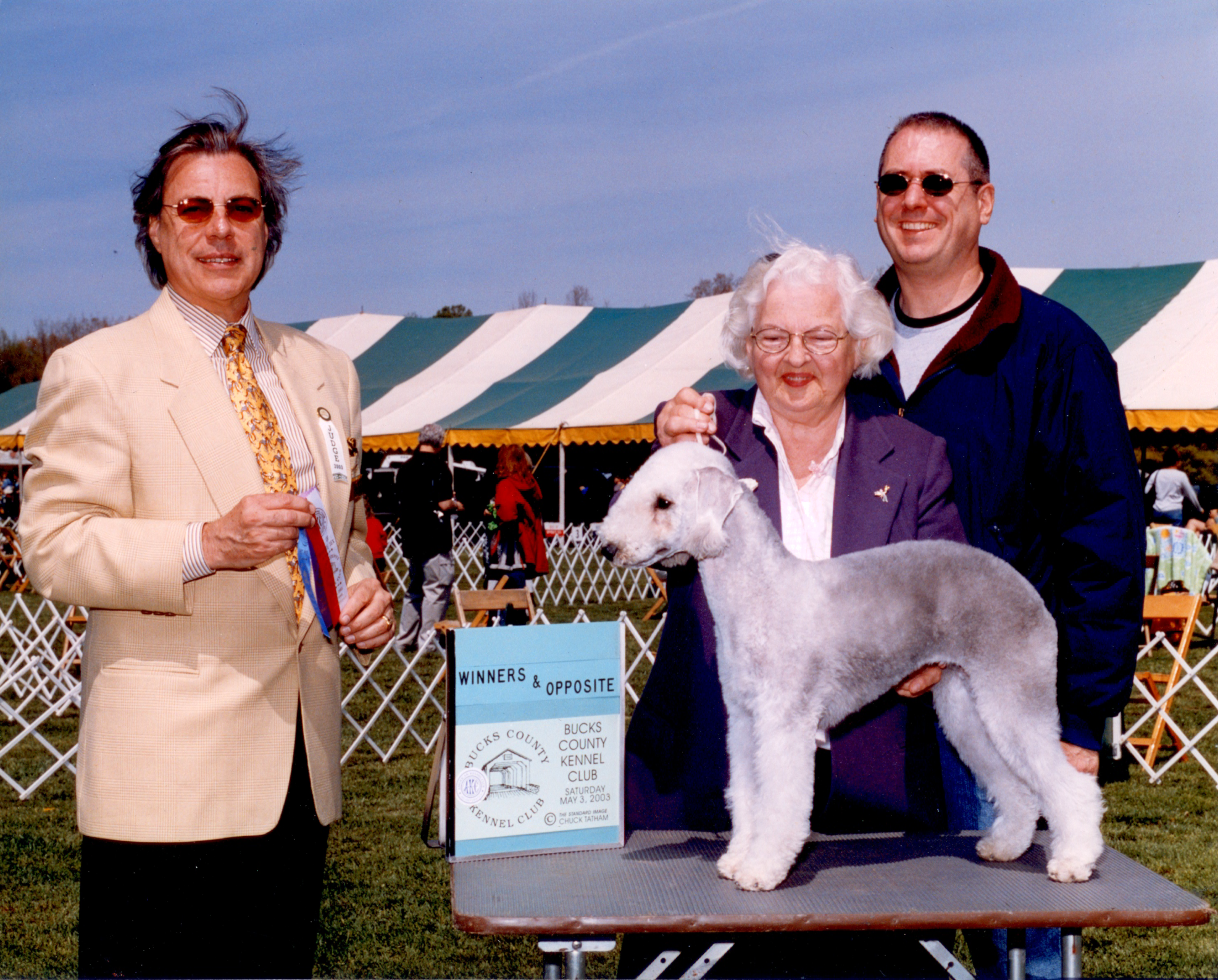 Bedlington Terriers and Salukis from Jewelbox Bedlingtons and Salukis