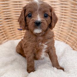 Muffin - Red female Cavapoo puppy in Apache Junction, Arizona from Coffey House Doodles