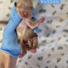 Wallen - male Cavapoochon puppy in Bullard, Texas from Cavapoochon Central LLC