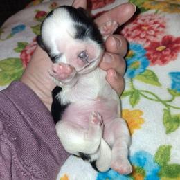 Oreo - Black and white male Shih Tzu puppy in Memphis, Tennessee from Lady and the Tramp