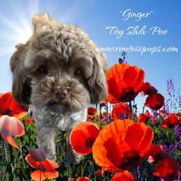 Bernedoodle, Bernese Mountain Dog, Goldendoodle, and Shihpoo Puppies from Route 66 Poodles & Doodles, Sapphire Shih-tzu's of Ohio
