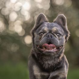 Steele - French Bulldog