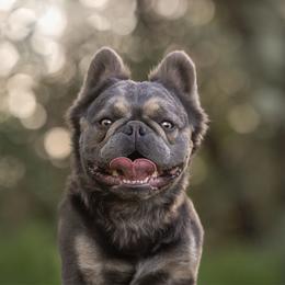 Steele - French Bulldog