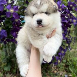 Alaskan Malamute Puppies from Alpenglow Alaskan Malamutes