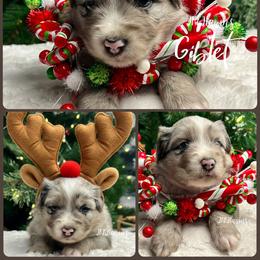 (3) Giblet - Blue merle male Miniature Australian Shepherd puppy in Huntington, Texas from JKKJ Farms