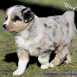 Miniature Australian Shepherd Puppies from Mutton Creek Aussies