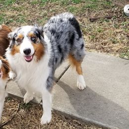 Cinch - Australian Shepherd