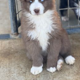 Annie - Red & white Australian Shepherd puppy in Mineral Wells, Texas from A6 Australian Shepards