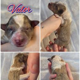 Valor - Sable merle and white female Shetland Sheepdog puppy in Lebanon, Tennessee from Henotic Homestead's Shetland Sheepdogs