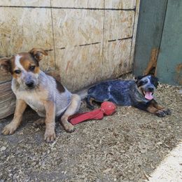 Australian Cattle Dog Puppies from Christensen Heelers