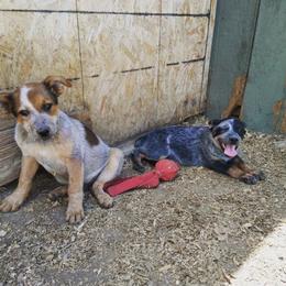 Australian Cattle Dog Puppies from Christensen Heelers