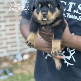 Male 2 - Black and mahogany male Rottweiler puppy in Humble, Texas from Inexorable Haus Early Rotts