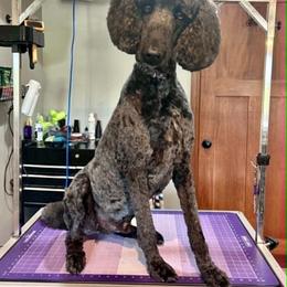 Ari - Black male Poodle puppy in Stanley, Wisconsin from McJare's Puppy Palace