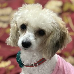 Poodles and Yorkipoos from Daisy’s Doodles