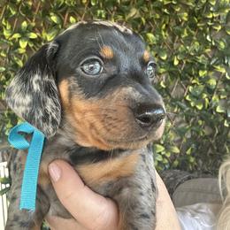 Dachshund Puppies from Dapper Dachshund
