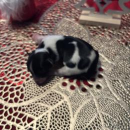 Tiny Haley - Parti female Yorkshire Terrier puppy in Brandenburg, Kentucky from Lil Amazing Paws Yorkshire Terriers