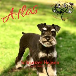 Atlas - Miniature Schnauzer
