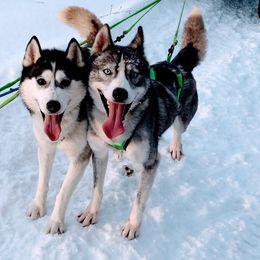 Oliver - Siberian Husky