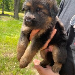 German Shepherd Puppies from Bell’s Shepherd Acres