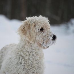 Goldendoodle All Grown Up from Mermaids Lair Doodles