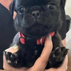 Pug Puppies from Delta pug puppies