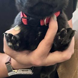 Pug Puppies from Delta pug puppies
