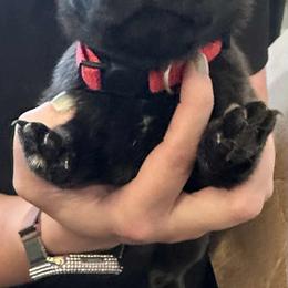 Pug Puppies from Delta pug puppies