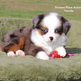 Baby Blues - Blue merle female Toy Australian Shepherd puppy in Chandler, Oklahoma from Parsons Place Aussies