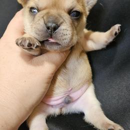 French Bulldog Puppies from Edgewater Frenchies