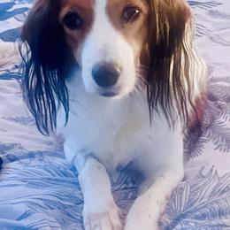 Whisper - Nederlandse Kooikerhondje