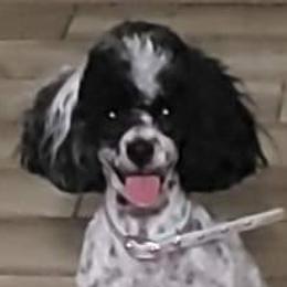 Poodles, Yorkipoos, and Yorkshire Terriers from Effervescent-Pooches