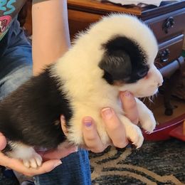 Anna - Black and tan female Working Dog Cross puppy in Nevada, Missouri from Briarwood Collies