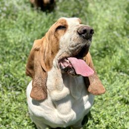 Copper - Basset Hound